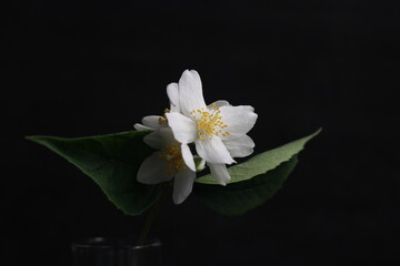 Fototapeta na wymiar flor de gessamí delicada blanca sobre fons negre gran