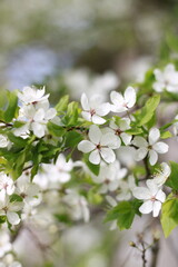 the beautiful branch is covered with white flowers and green leaves large