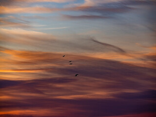 Krähen fliegen am Abendhimmel