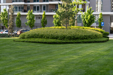 Obraz premium Bushes along the sidewalk in the city.