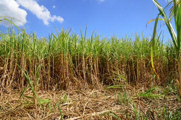 Africa, a field of sugar cane in Mauritius