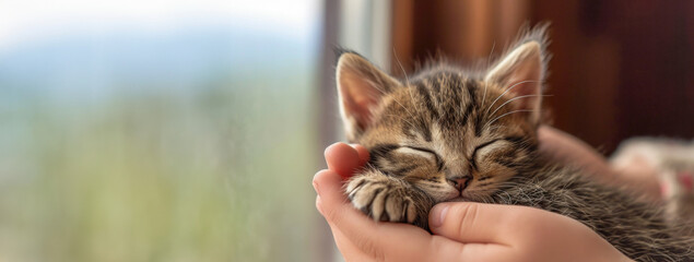 Kitten Sleeping Peacefully in Human Hands