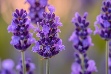 An intimate shot capturing the intricate details of blooming lavender flowers