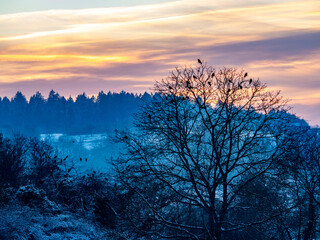 Obraz premium Krähen auf Bäumen bei Sonnenuntergang im Winter