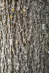 Texture of a tree bark