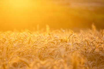 Golden wheat field in sunset.