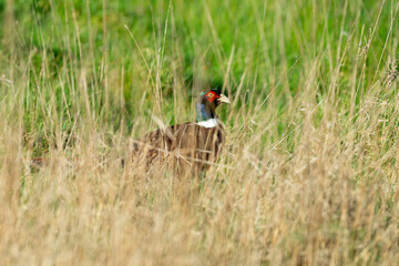 Faisan de Colchide,.Phasianus colchicus, Common Pheasant