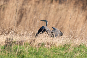 Héron cendré, Ardea cinerea, Grey Heron
