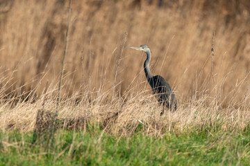 Héron cendré, Ardea cinerea, Grey Heron