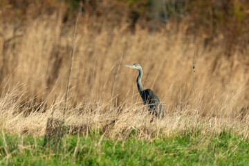 Héron cendré, Ardea cinerea, Grey Heron