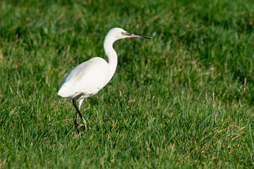 Aigrette garzette, .Egretta garzetta, Little Egret,