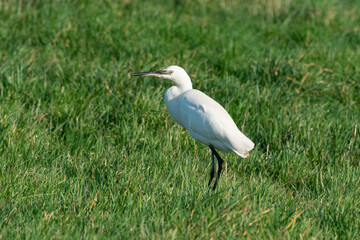 Aigrette garzette, .Egretta garzetta, Little Egret,
