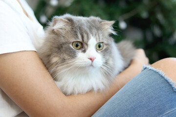 Cute white gray Persian cat comfortably sitting in on owner lap hands, happy fluffy pet comfortably being hugged with gently and love feeling by owner. Adorable long hair kitty with woman at home.