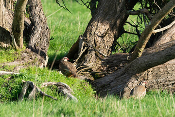 Perdrix rouge,.Alectoris rufa, Red legged Partridge