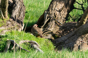 Perdrix rouge,.Alectoris rufa, Red legged Partridge