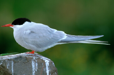 Sterne arctique,.Sterna paradisaea, Arctic Tern