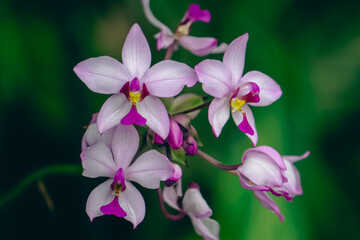 Spathoglottis-plicata-SplendorꟷExquisite-Ground-Orchid-in-Bloom-by-Aravind-Reddy-Tarugu

This vibrant image features the Spathoglottis plicata, commonly known as the Ground Orchid, in full bloom.