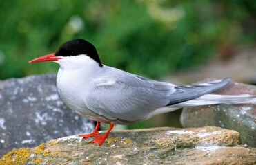 Sterne arctique,.Sterna paradisaea, Arctic Tern
