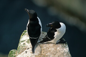 Pingouin torda, Petit Pingouin.Alca torda, Razorbill