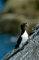 Pingouin torda, Petit Pingouin.Alca torda, Razorbill, Lançon, Hyperoplus lanceolatus