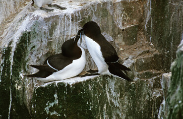 Pingouin torda, Petit Pingouin.Alca torda, Razorbill, nid,  Lançon, Hyperoplus lanceolatus