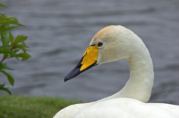 Obraz premium Cygne chanteur,.Cygnus cygnus, Whooper Swan