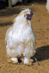 Poule, race négre de soie