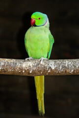 Perruche à collier,.Psittacula krameri, Rose ringed Parakeet