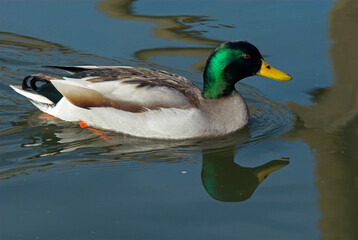 Fototapeta premium Canard colvert, mâle,. Anas platyrhynchos, Mallard