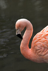 Flamant rose, .Phoenicopterus roseus, Greater Flamingo