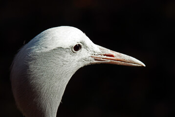 Grue de paradis,.Grus paradisea, Blue Crane, Afrique du Sud