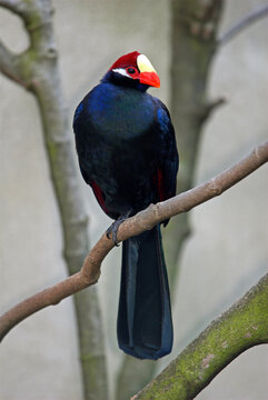 Touraco violet,.Tauraco violaceus, Violet Turaco, Afrique
