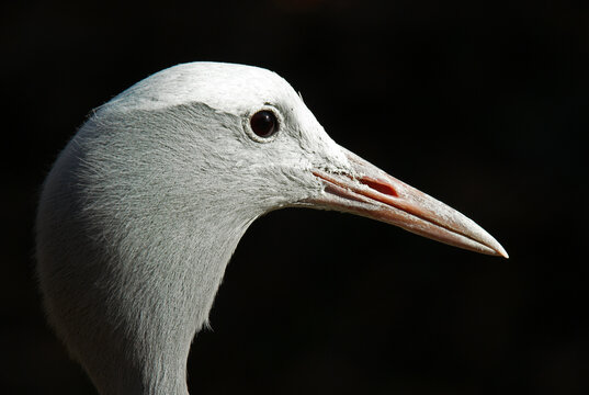 Grue de paradis,.Grus paradisea, Blue Crane, Afrique du Sud