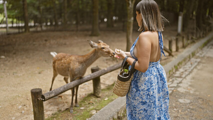 Beautiful young hispanic woman feeding rice crackers to the deer at nara