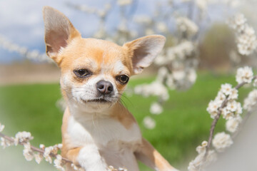 dog enjoys cherry blossoms on a spring day