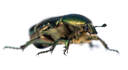 Green Rose Chafer, in latin Cetonia Aurata