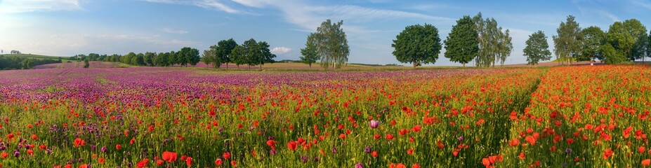 purple colored opium poppy field weeded with red poppies - obrazy, fototapety, plakaty