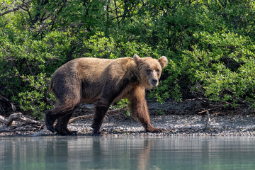 Grizzly at Crescent Lake, Alaska, US