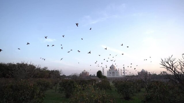 flock of birds with taj mahal agra