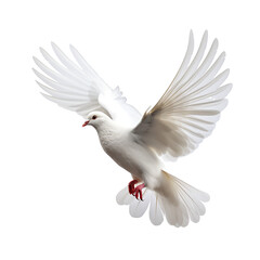Graceful White Dove Soaring in Isolated Flight Against a Blue Sky – Symbolizing Peace, Love, and Freedom in Nature's Beauty