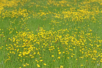 Grass meadow with buttercup flowers