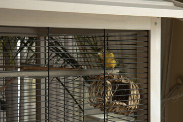 A little yellow bird in a cage. A canary in a cage.