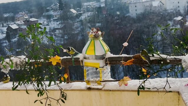 Great tits eats piece of bacon and salo, pumpkin and sunflower seeds from a handmade feeder make from a plastic bottle on the balcony in winter.