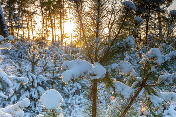 Promenade en Forêt d'Ermenonville en saison d'hiver en France - 714955379