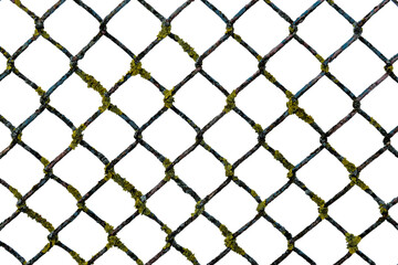 Metal mesh texture on a white background. Torn steel, metal mesh with green mold, mushrooms and holes. Hedge. Fence