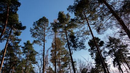 Obraz premium Balade dans le parc du Jardin Botanique de Prague 