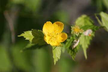 Flower of a yellow anemone (Anemone pratensis)