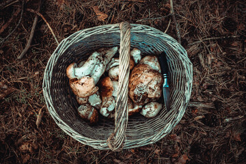Basket of life, hunting basket, culinary basket. boletus © Jotaiglesias17