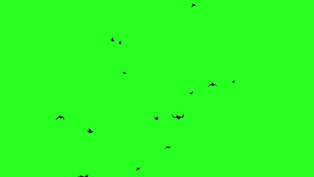 A flock of black birds flies green screen silhouette animation 4k