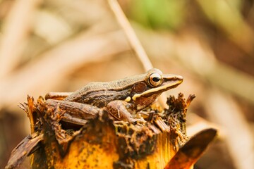 Brown tree frog on tree stump